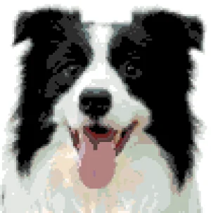 Border Collie 2 퓨즈 비즈 도안 (무료 인쇄)