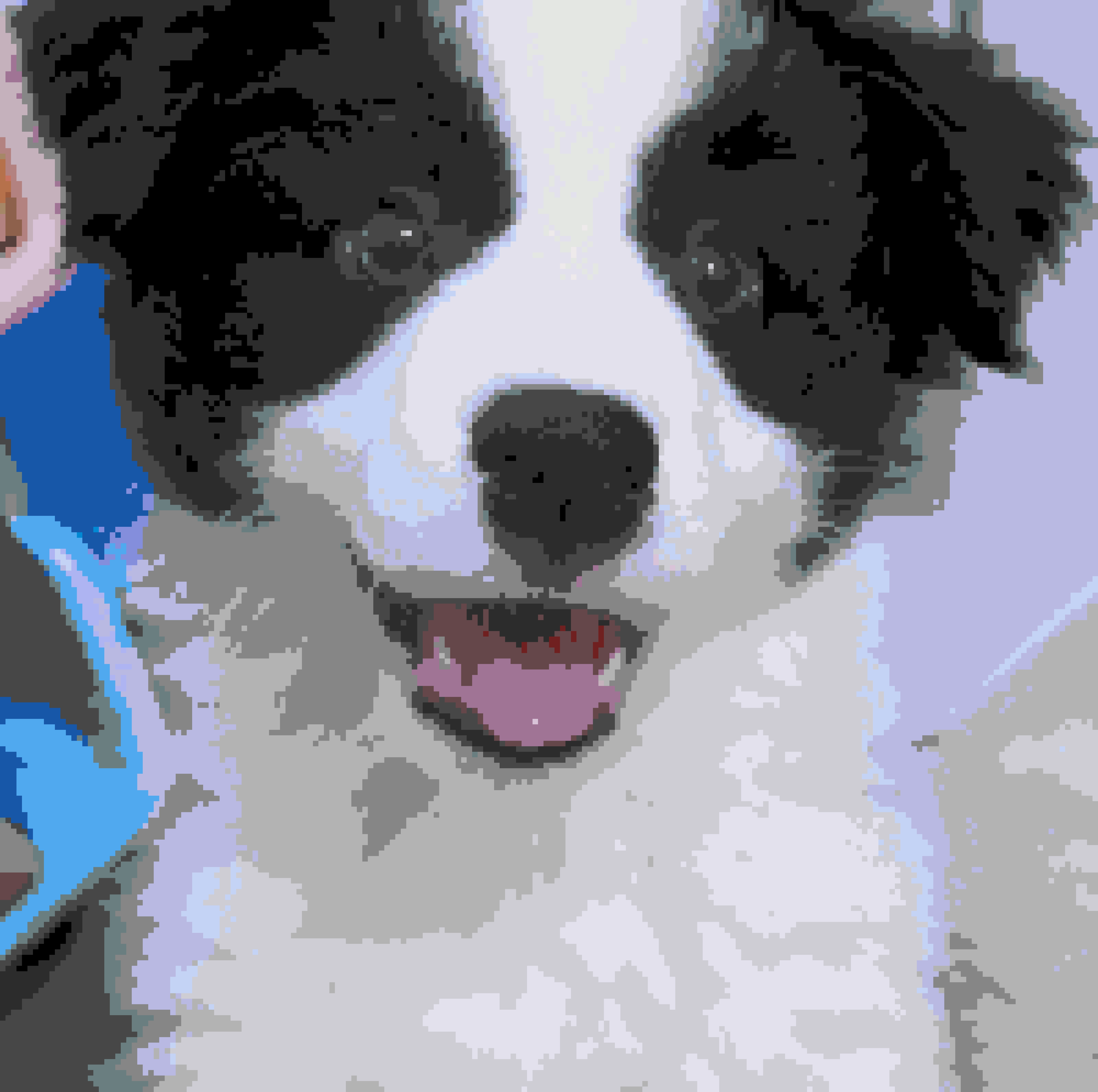 Border Collie fuse bead pattern