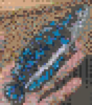 Fish 2 Motif de Perles à Repasser (Imprimable Gratuit)